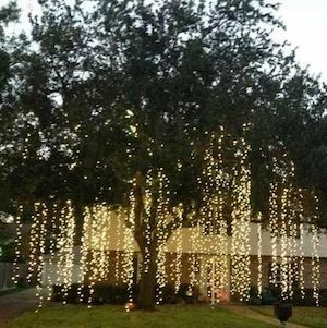 Christmas Light Draped Tree