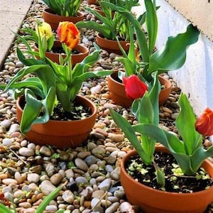 Macetas de tulipanes plantadas