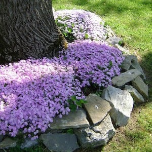 Macizo de flores circular con paisajismo de borde de roca alrededor de un árbol