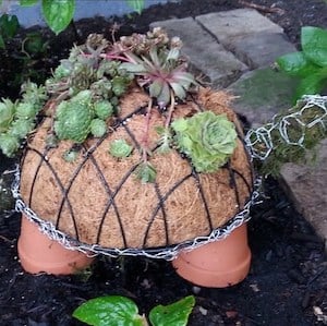 Dollar Store Succulents Globes