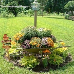 Mums in a Wheel Barrow