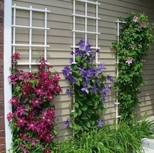 Trellis flower Garden