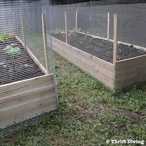 Raised Garden with Metal Fence