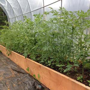 Polytunnel Greenhouse