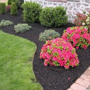 Backyard Landscaping Ideas, Simple Plants For Landscaping