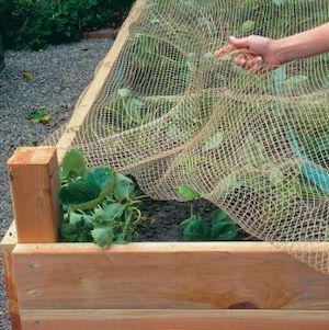 Vegetable Garden with Netting