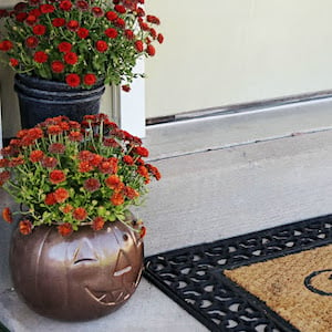 cubo de calabaza rociado con madres de otoño en el porche 