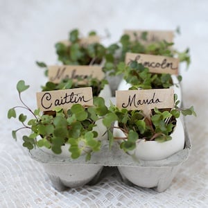 Egg Shell Place Card Holders