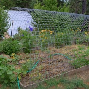 hog panel greenhouse