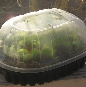 Rotissere Chicken Container Mini Greenhouse