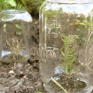 mason jar mini greenhouse