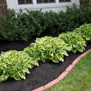 Low Maintenance Landscaping idea along house