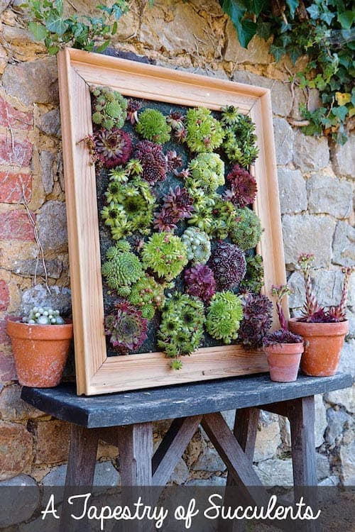Succulent Picture Frame Wall Planter