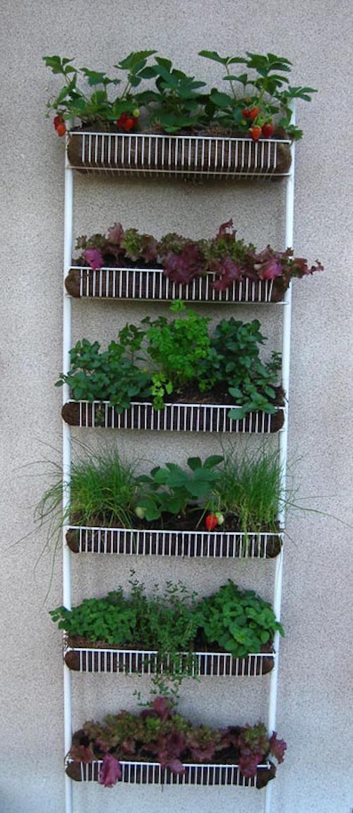 Spice Rack Wall Planter vertical garden