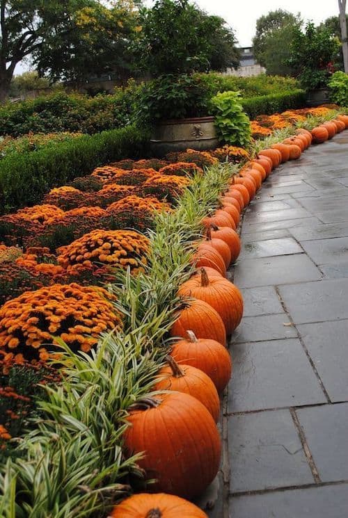 fall landscaping with mums and pumpkins lining the walkway