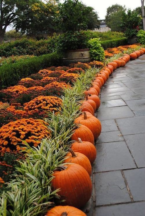 paisaje otoñal con mamás y calabazas a lo largo de la pasarela