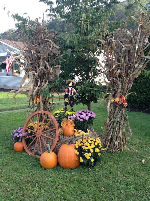 Fall Yard Decor with cornstalks, hay bales, pumpkins and mums