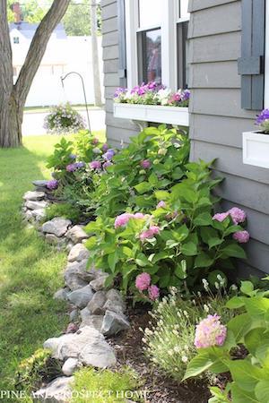 rustic garden with rock borders and hydrangeas 