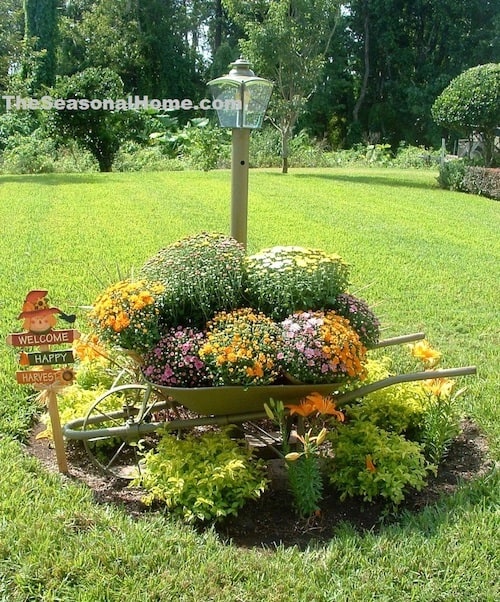 Autumn wheelbarrow full of moms Autumn garden decoration 