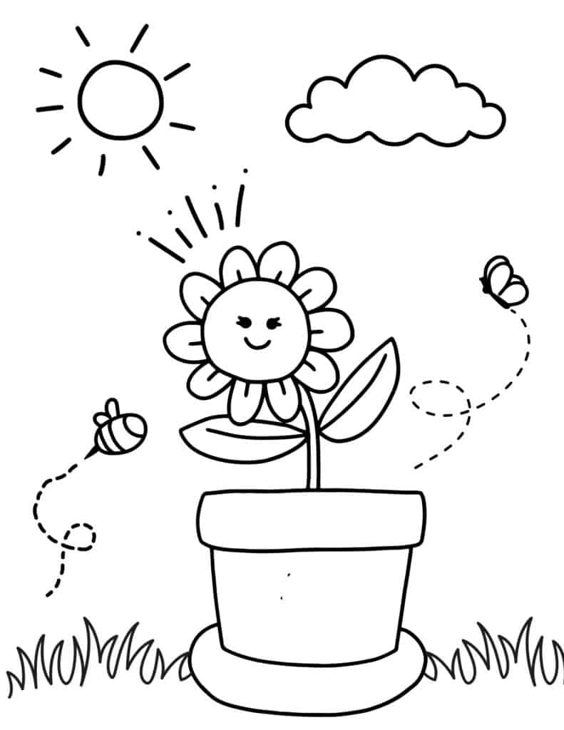 potted smiling flower in the sun