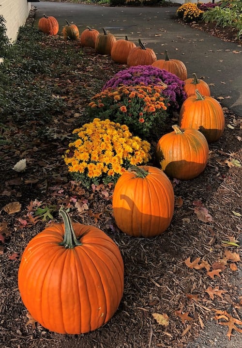 pumpkin lining autumn flowers