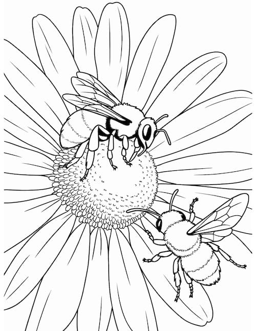Realistic bee coloring page with two detailed bees collecting nectar from a large daisy.