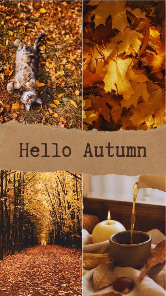 Hello autumn collage with cat in leaves, autumn forest path, and fall tea setup