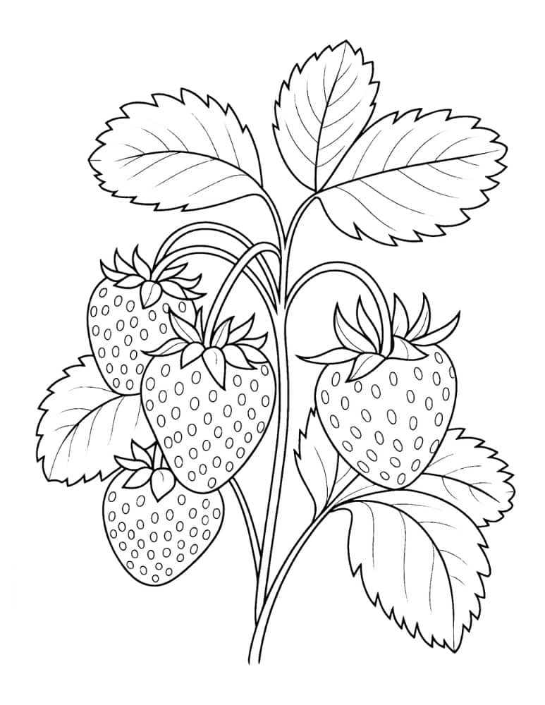 Strawberries on stem