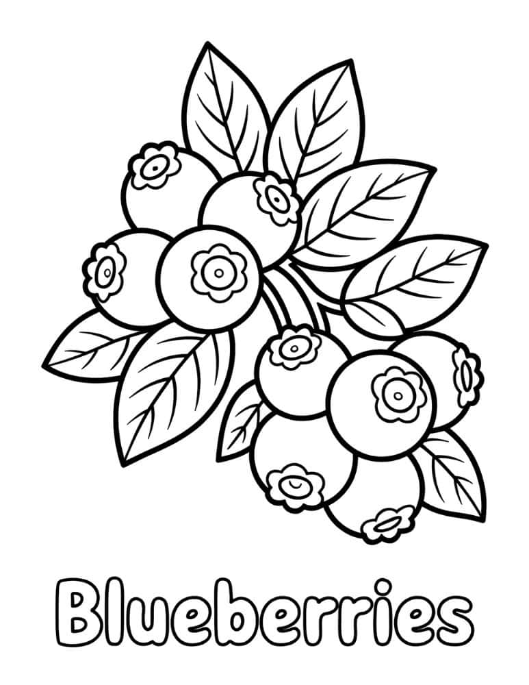 blueberry coloring page with leaves