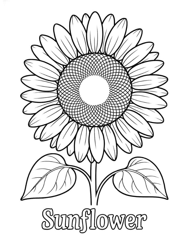 Labeled sunflower coloring page with text
