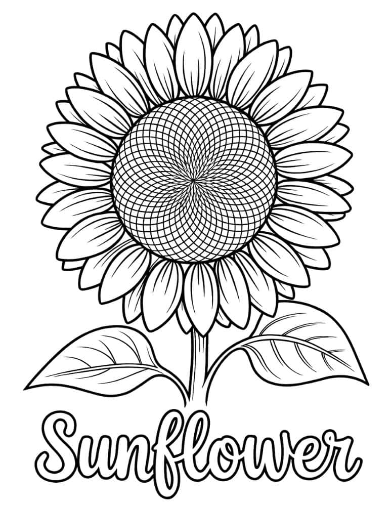 Sunflower with large, detailed spiral center