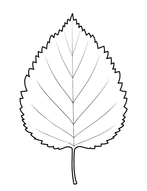 Simple birch leaf outline fall printable template