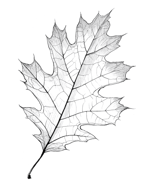 Detailed oak leaf sketch for fall coloring