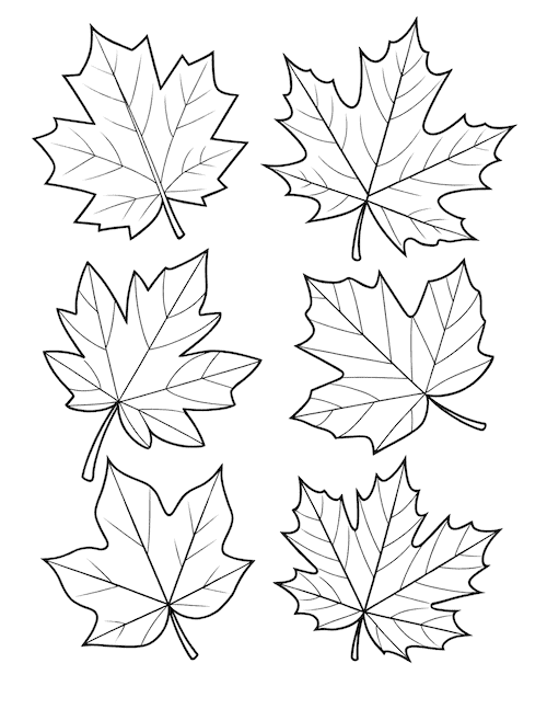 Six unique maple leaf templates for kids