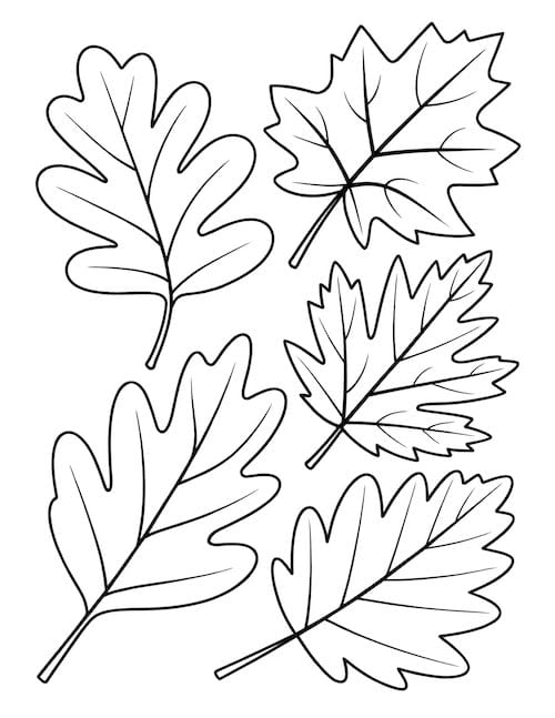 Printable oak and maple leaves