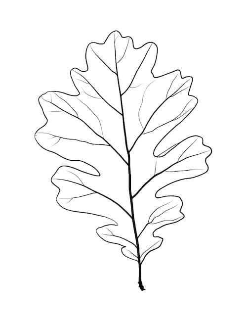 Detailed oak leaf