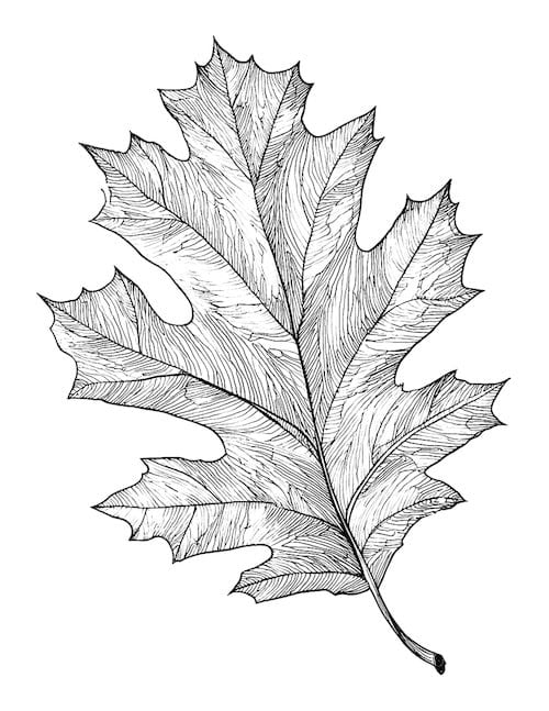 Textured oak leaf sketch template