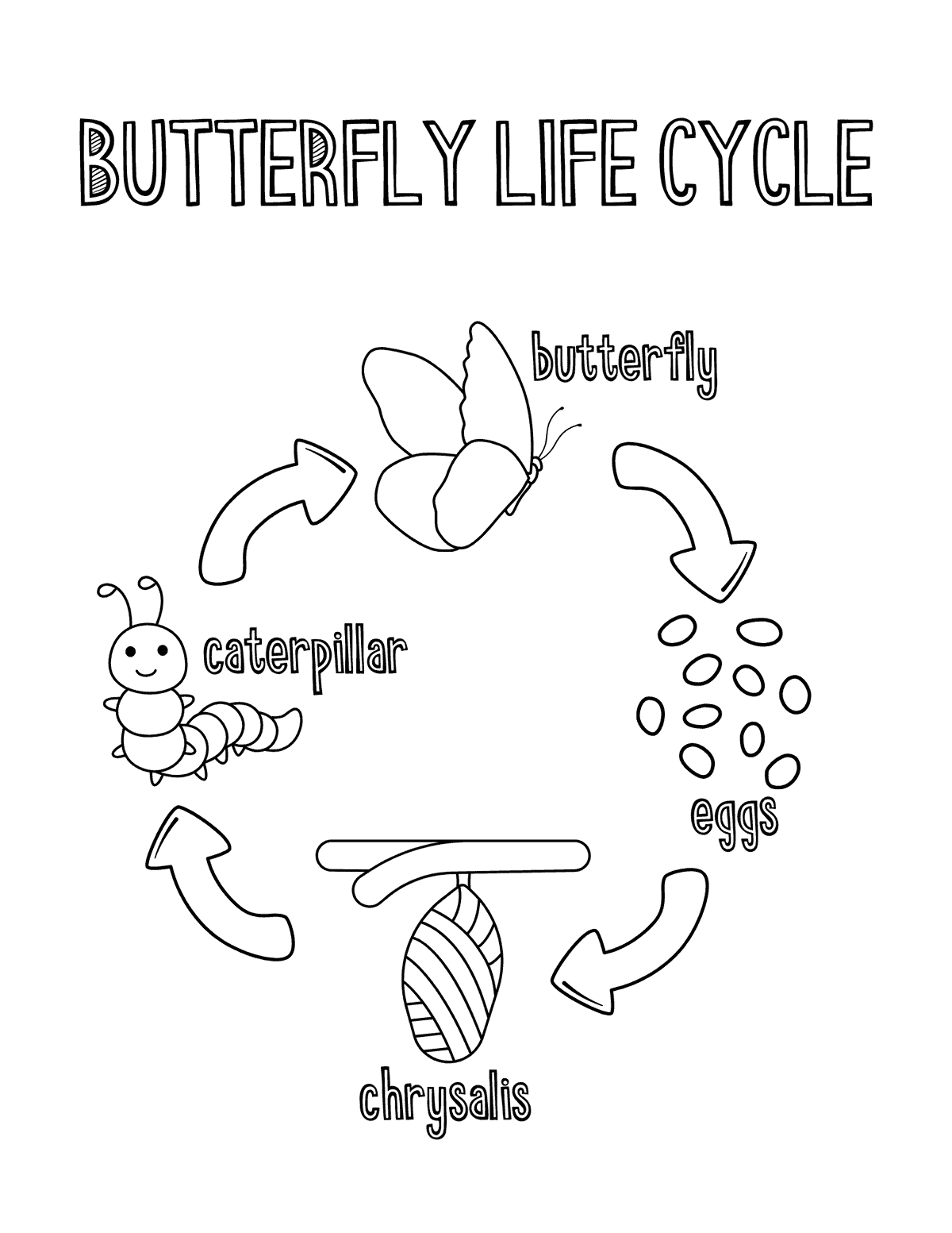 Butterfly Life Cycle Chart (4 Stages)