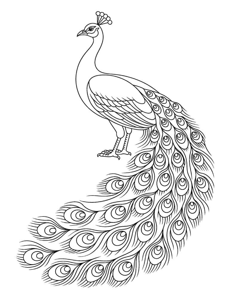 peacock and long detailed tail feathers