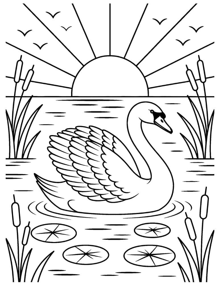 swan in a lake with cattails, lily pads, and a sunset