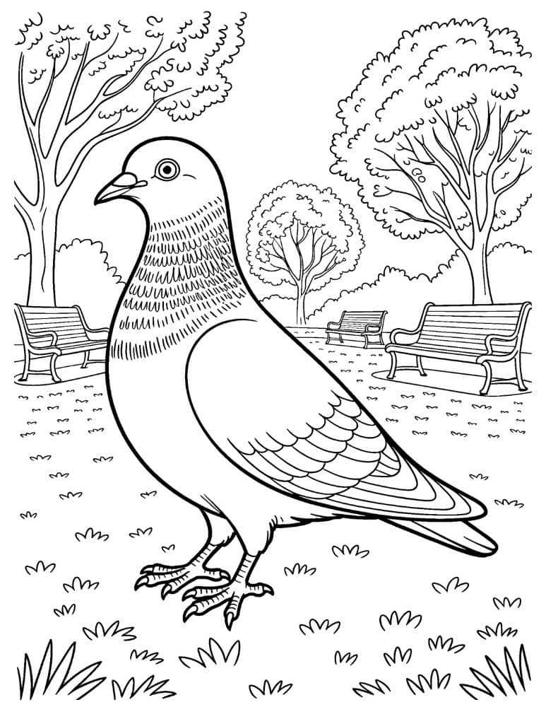 Pigeon coloring page