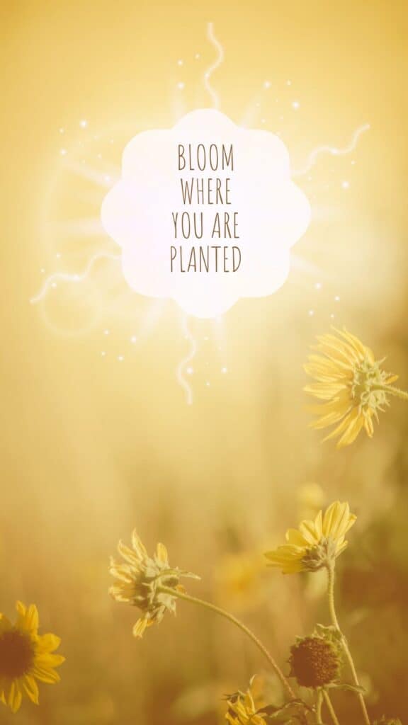 yellow sunflower collage wallpaper