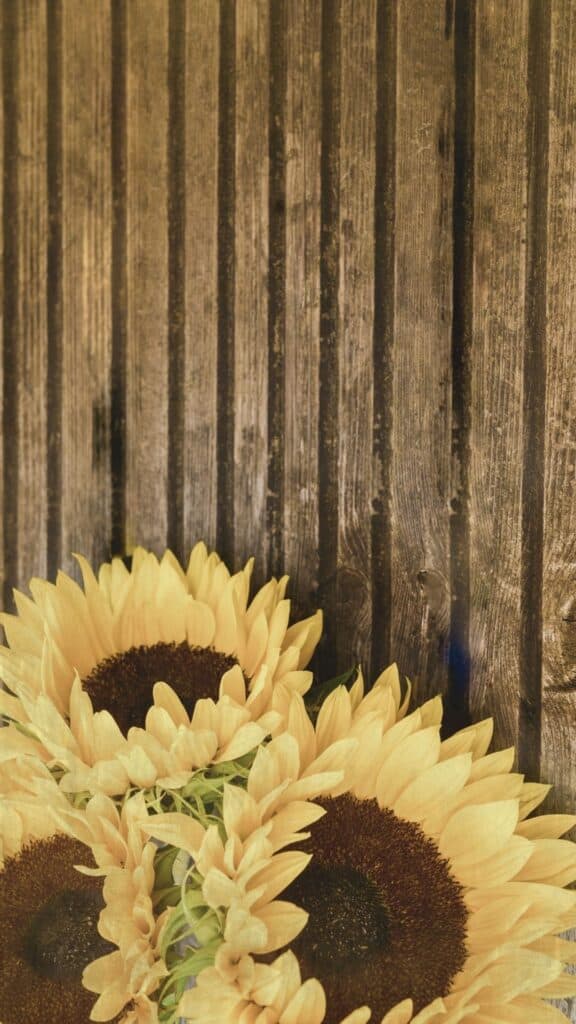 rustic sunflower background