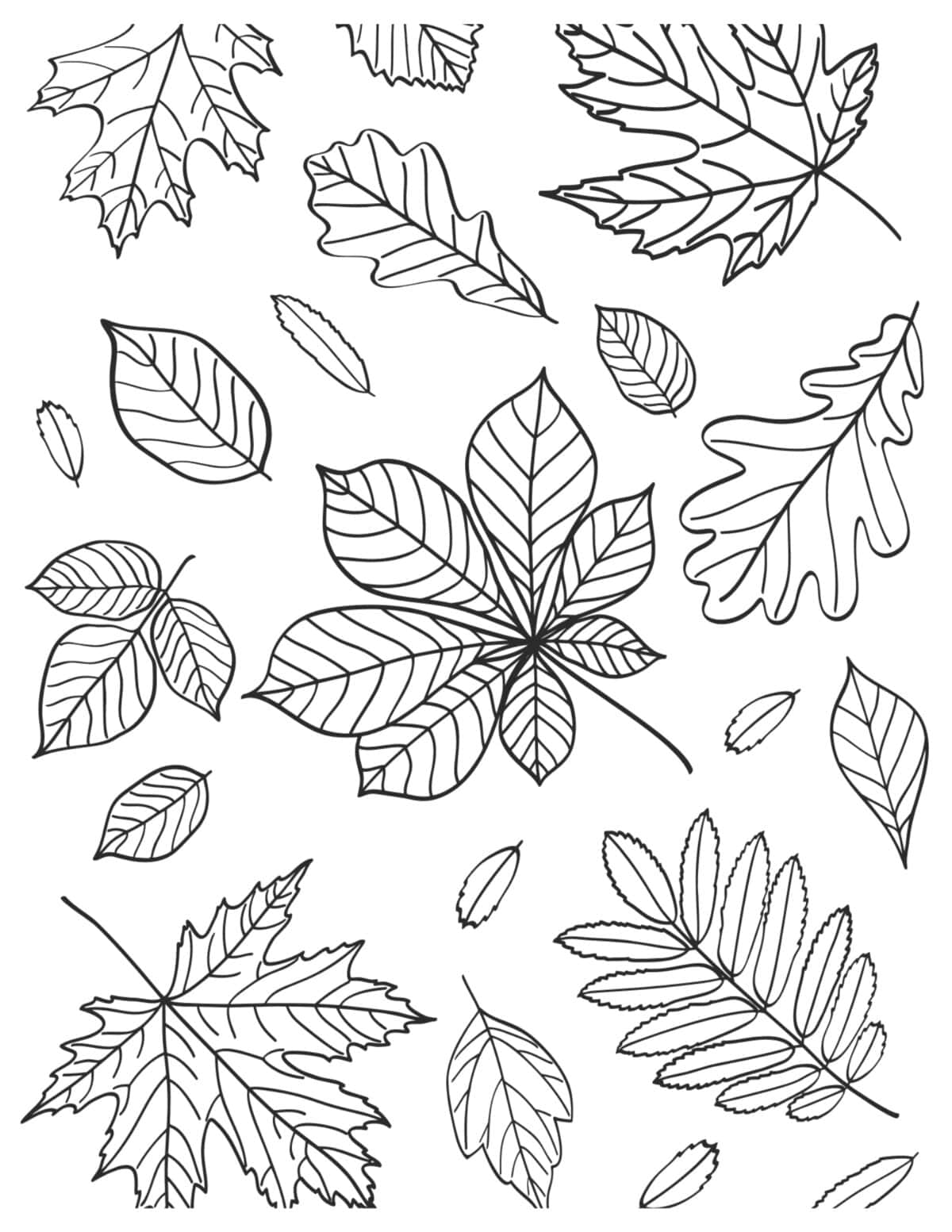 collection of maple, oak, compound, and oval fall leaves.