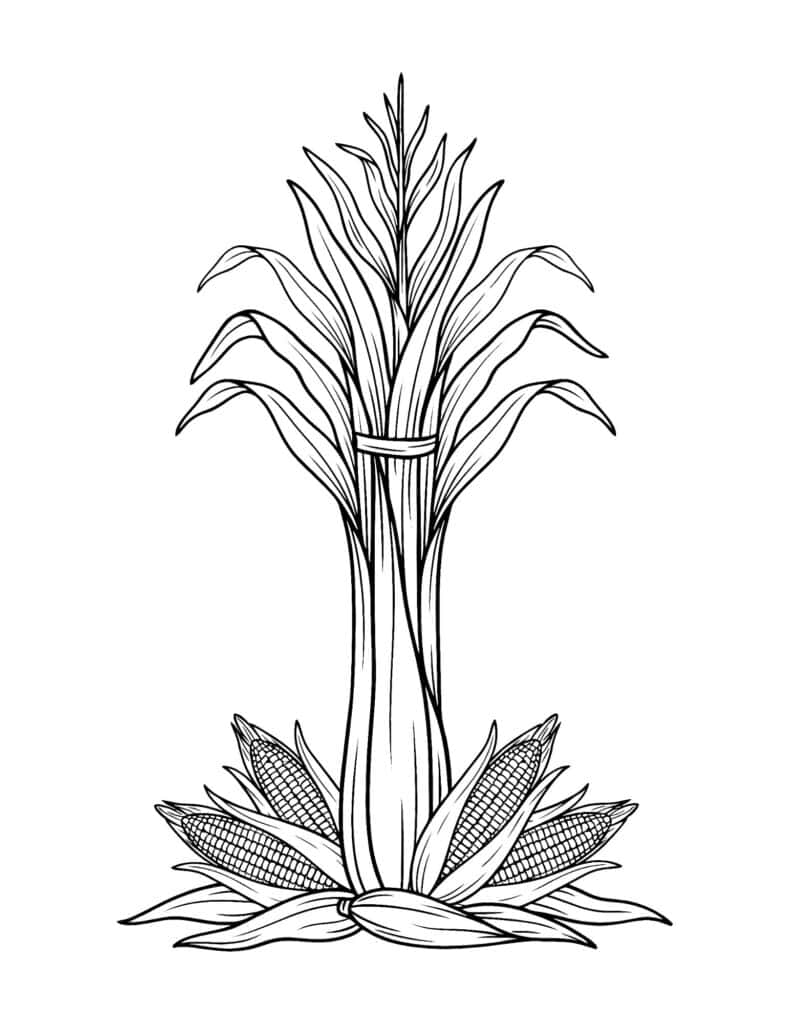 Cornstalk and corn cobs